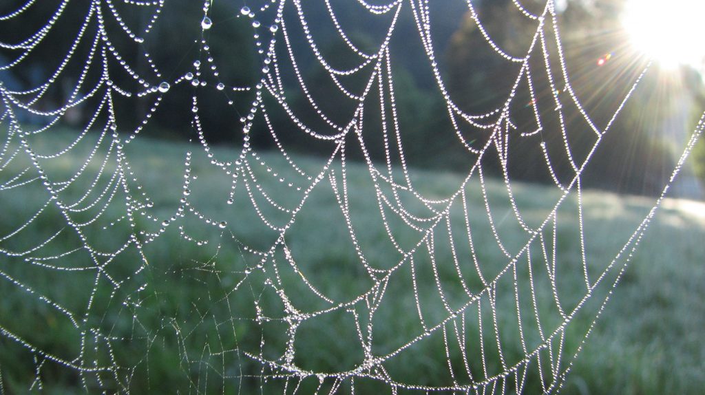 A spider web sparkling with dew in the early morning light